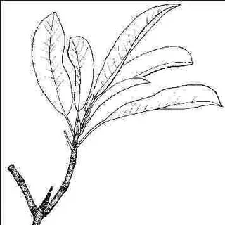 thumbnail for publication: Photinia serratifolia var. aculeata: 'Aculeata' Chinese Photinia